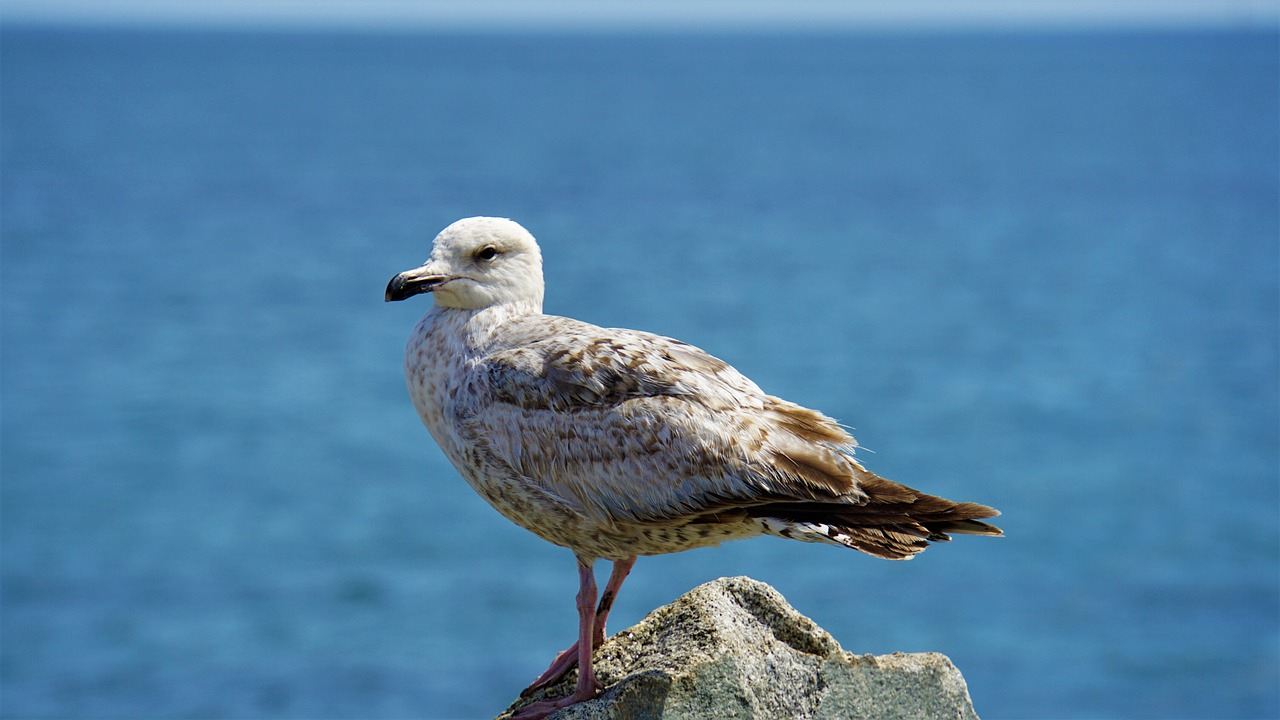 Using Bird-Friendly Designs in Urban Areas to Improve Biodiversity